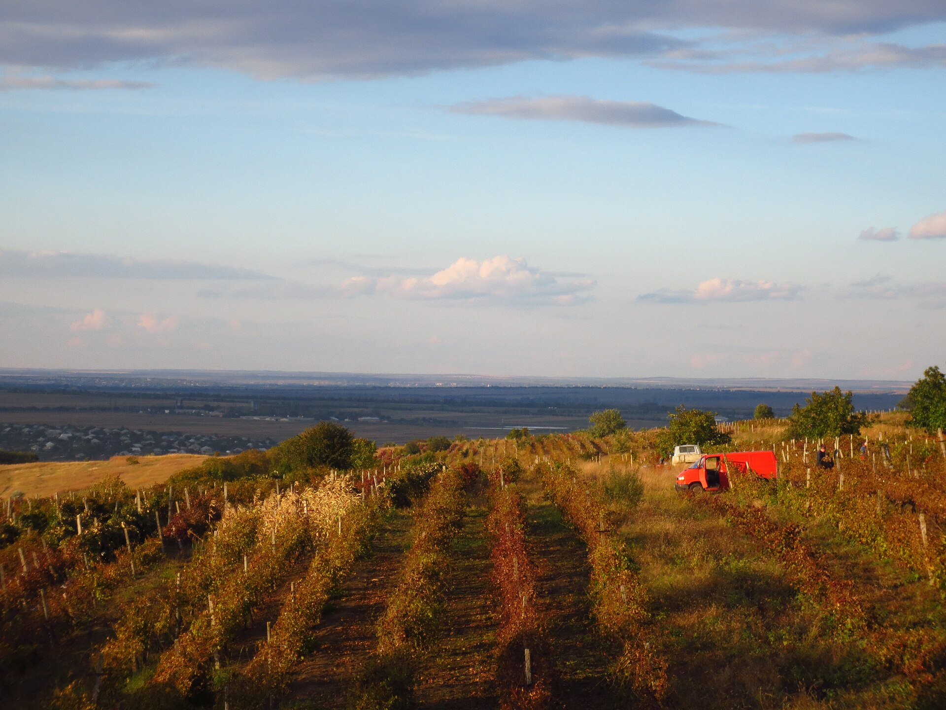 Vineyard in Moldova